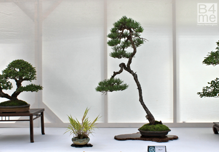 Scots Pine bonsai